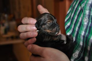 Jamniki d�ugow�ose